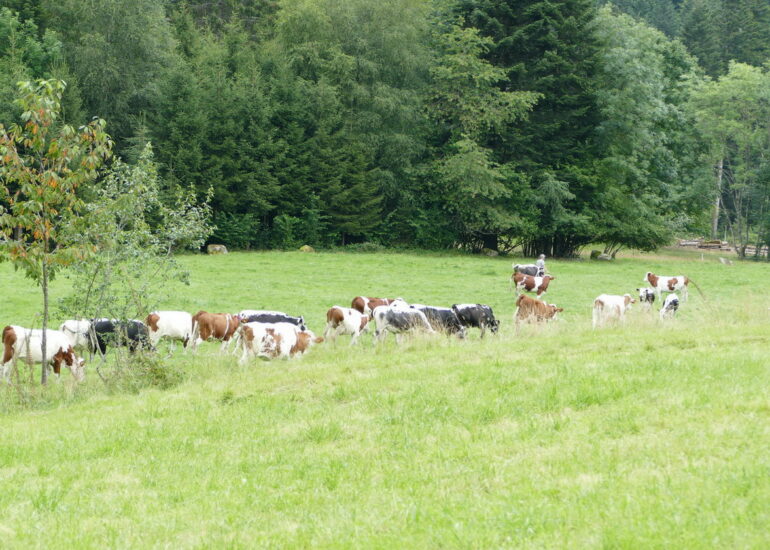 46. Vers Liérey, au-dessus de Gérardmer