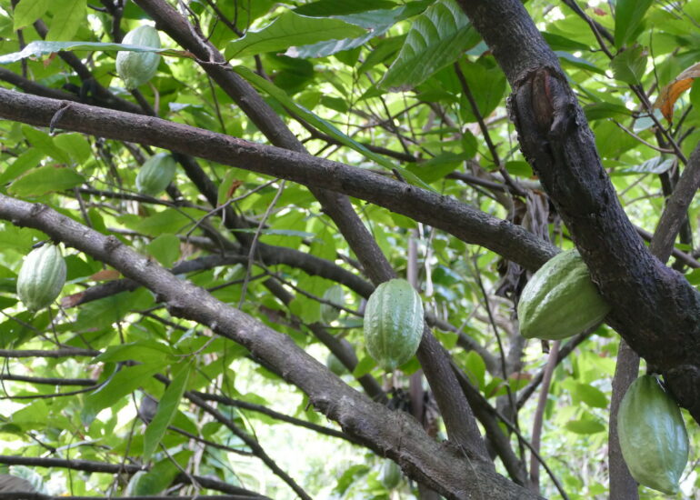 47. Soufriere, le jardin botanique, un cacaoier