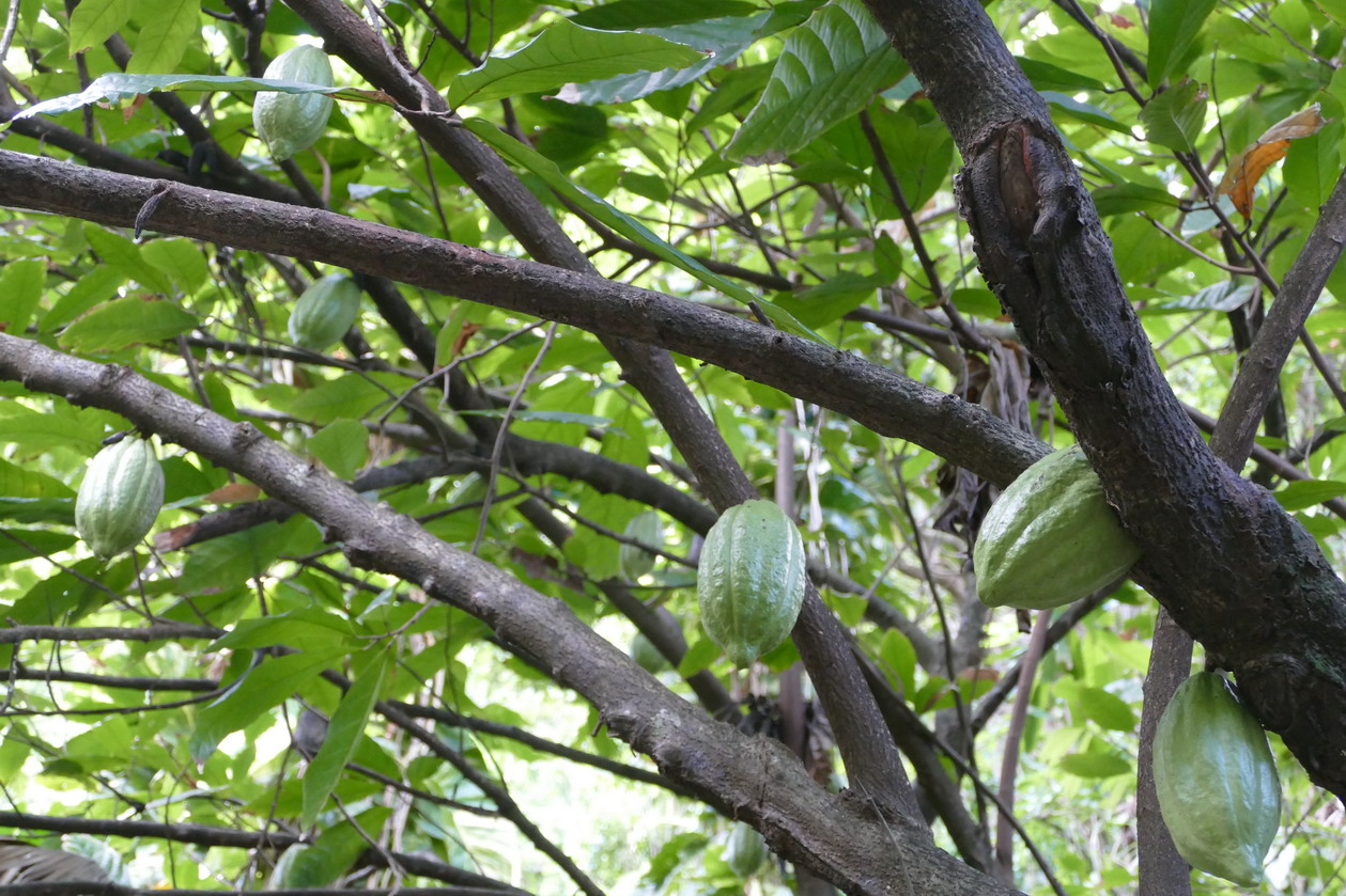 47. Soufriere, le jardin botanique, un cacaoier