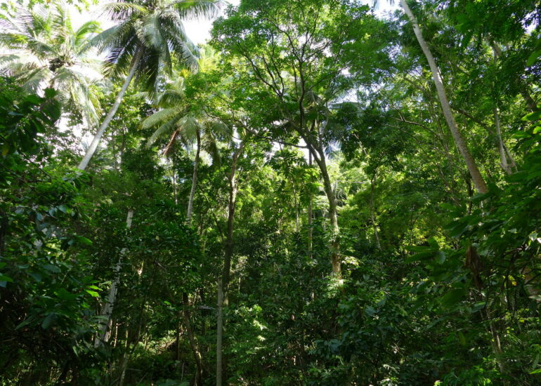 49. Soufriere, le jardin botanique