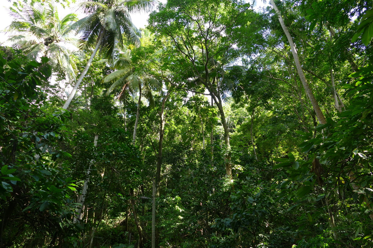 49. Soufriere, le jardin botanique