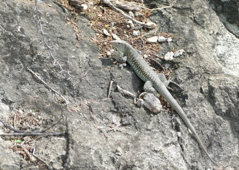 49. St Barth, la vie animale