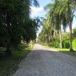 50. Recife, Instituto Ricardo Brennand, la longue allée de palmiers