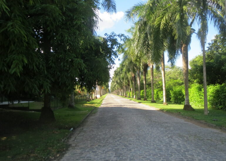 50. Recife, Instituto Ricardo Brennand, la longue allée de palmiers