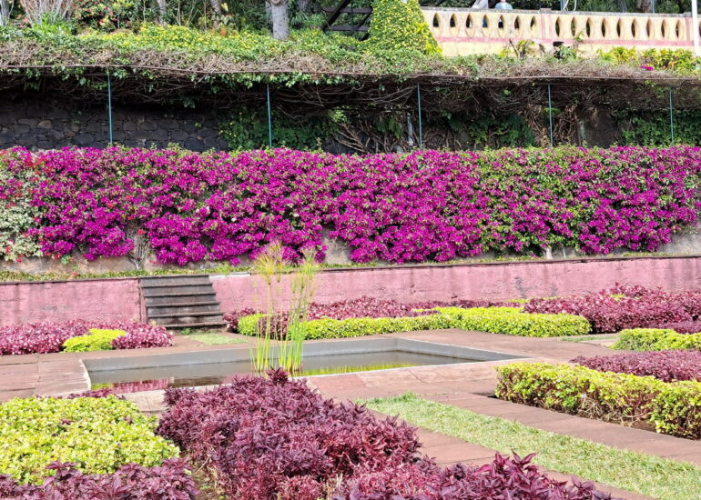 51. Madère, Funchal, le jardin botanique