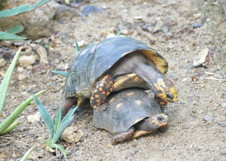 50. St Barth, la vie animale