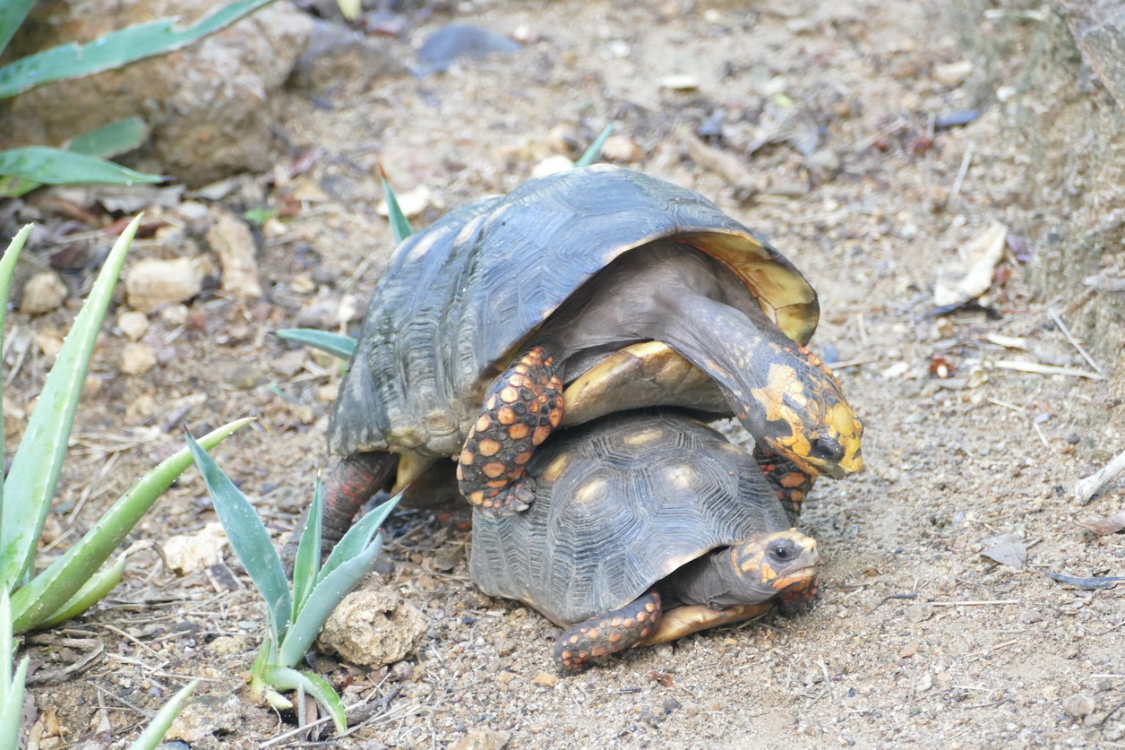 50. St Barth, la vie animale