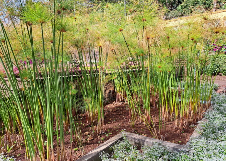 52. Madère, Funchal, le jardin botanique