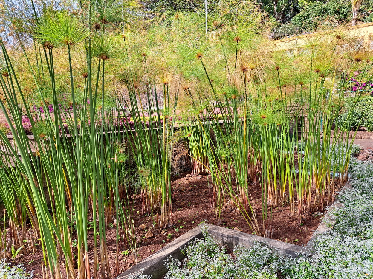 52. Madère, Funchal, le jardin botanique