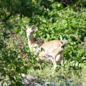 51. St Barth, la vie animale