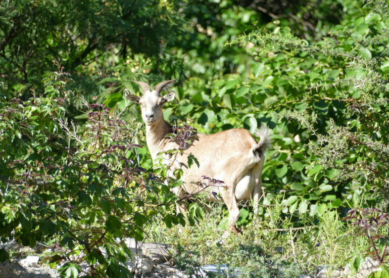 51. St Barth, la vie animale