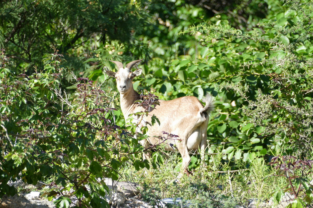 51. St Barth, la vie animale