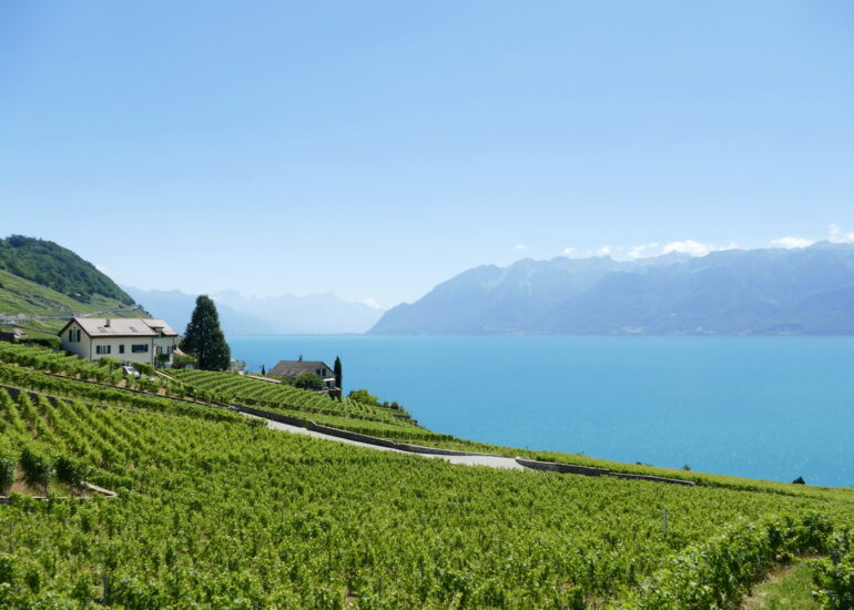 53. Lac Léman - Rolle et le vignoble suisse