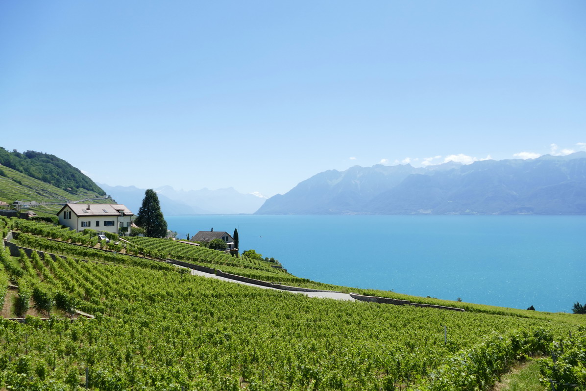 53. Lac Léman - Rolle et le vignoble suisse