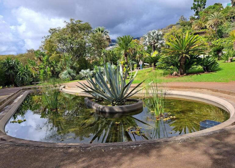 54. Madère, Funchal, le jardin botanique