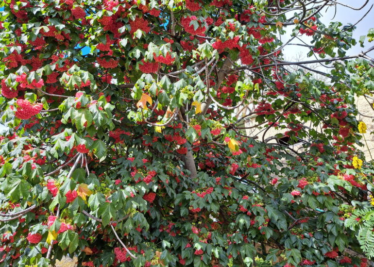 55. Madère, Funchal, le jardin botanique