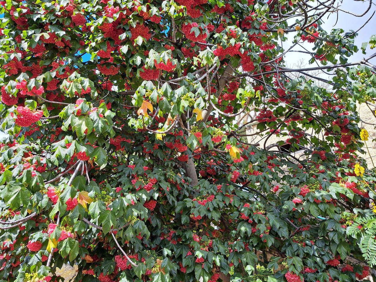 55. Madère, Funchal, le jardin botanique