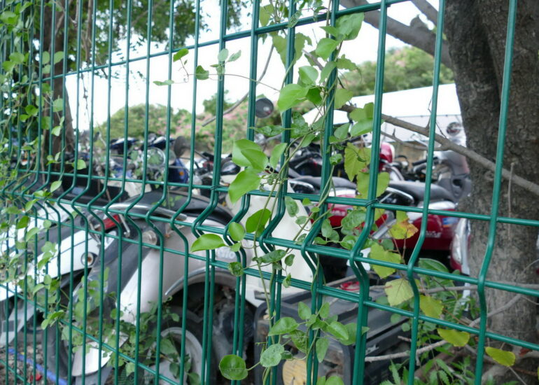 61. St Bart, cimetière de scooters