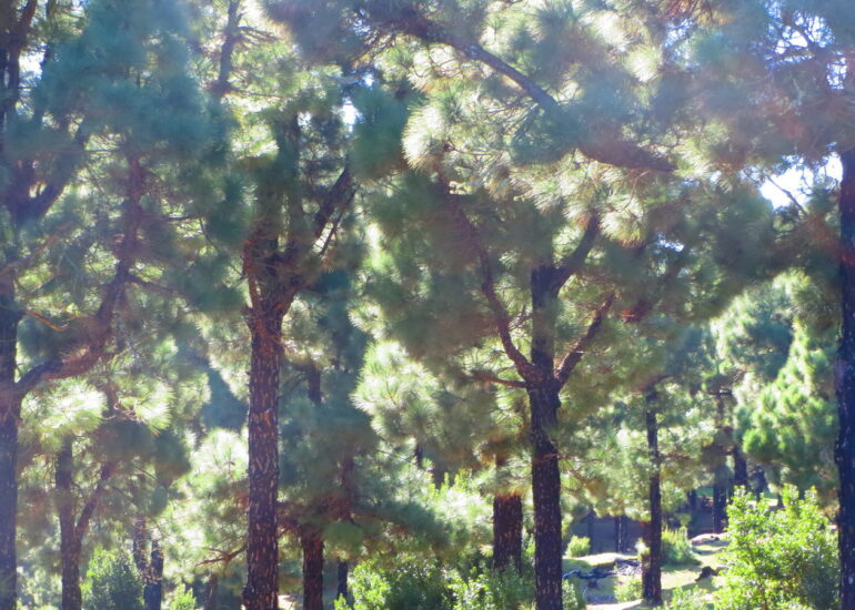 9. Forêt de pins au centre de l’île