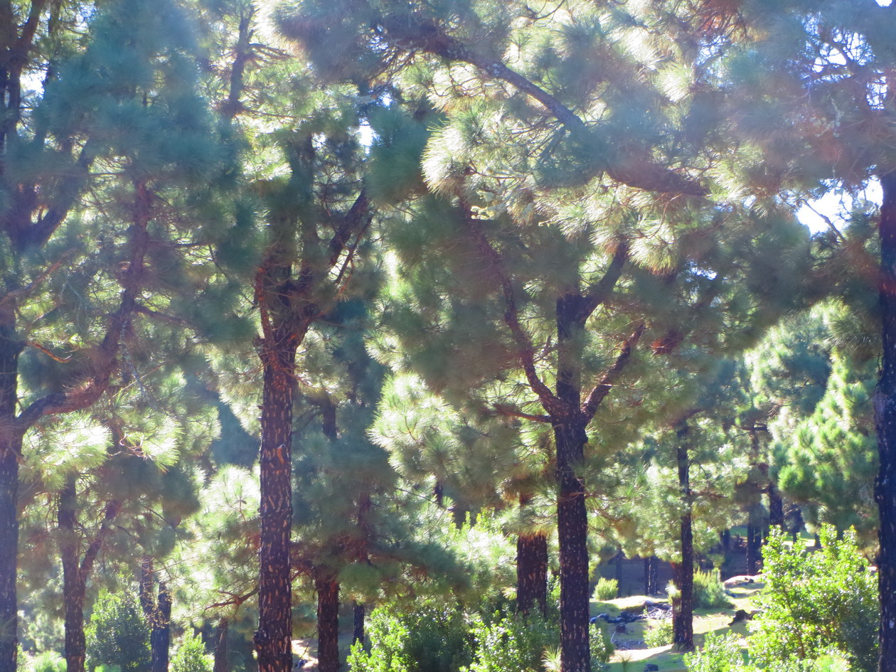 9. Forêt de pins au centre de l’île