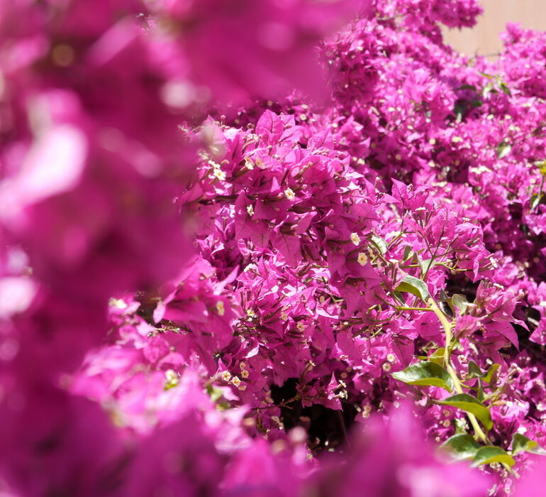 4. Fleurs dans une villa romaine