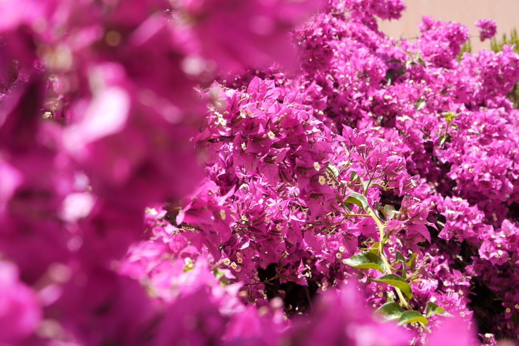 4. Fleurs dans une villa romaine