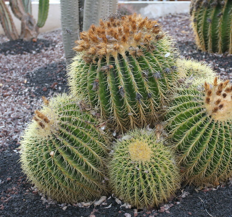 06. Tenerife, marina de Los Gigantes