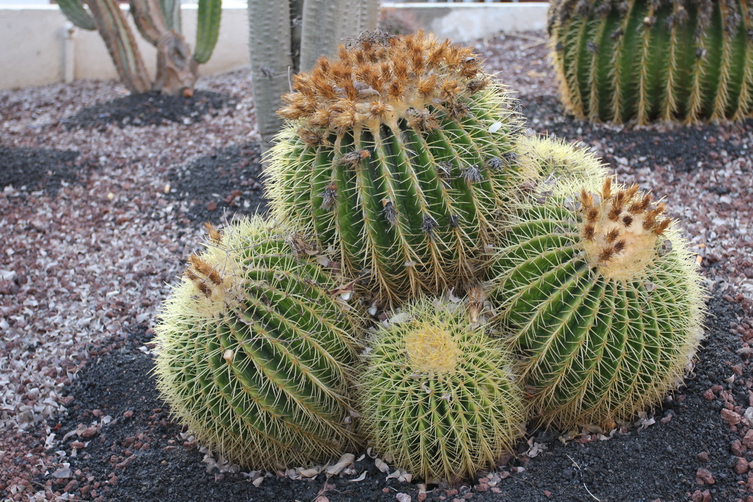 06. Tenerife, marina de Los Gigantes