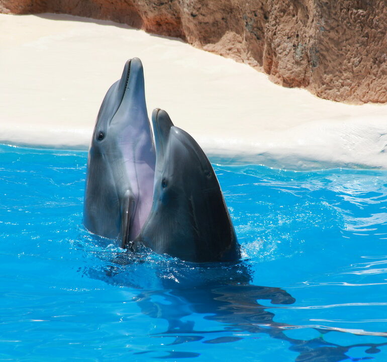 10. Tenerife, parc animalier de Loro
