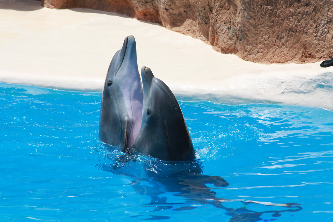 10. Tenerife, parc animalier de Loro