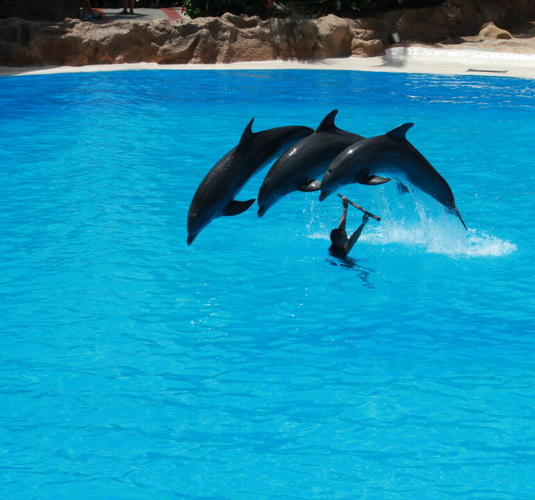 11. Tenerife, parc animalier de Loro