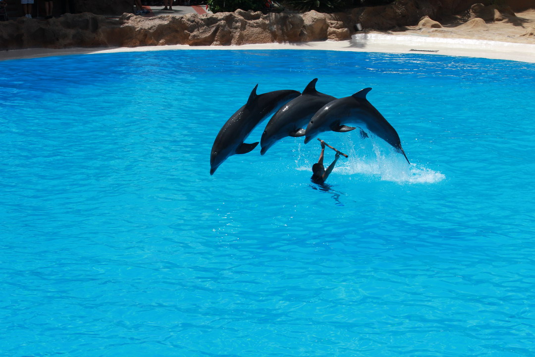 11. Tenerife, parc animalier de Loro