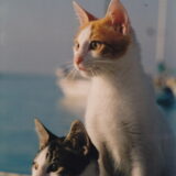 12. 1993, Minorque, cala Coves