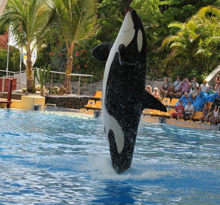 12. Tenerife, parc animalier de Loro