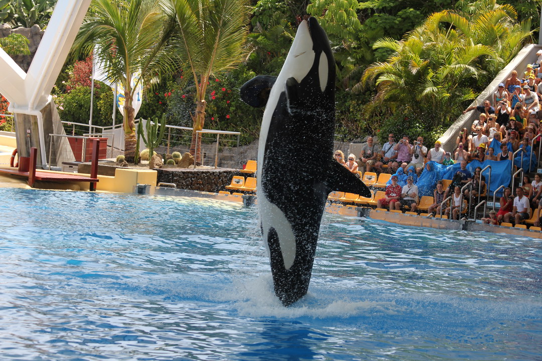 12. Tenerife, parc animalier de Loro