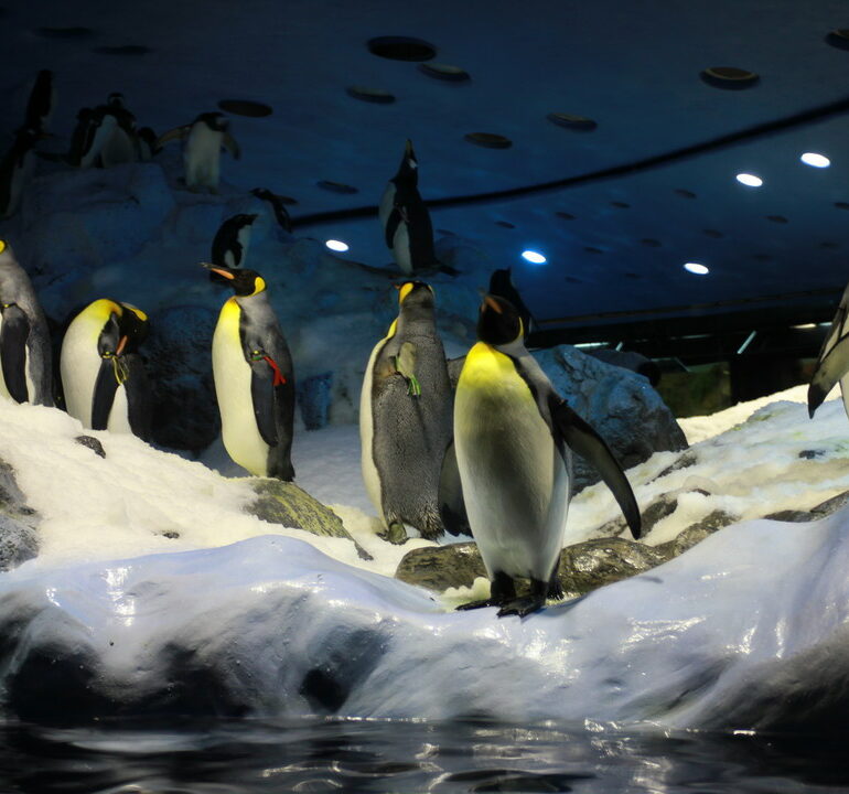 13. Tenerife, parc animalier de Loro