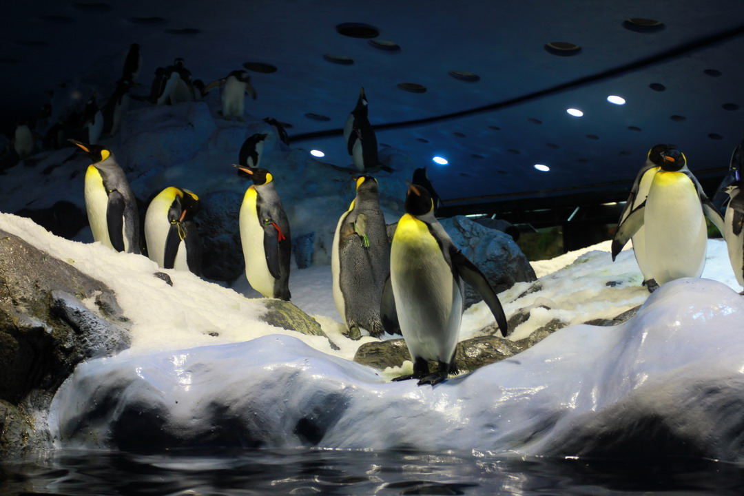 13. Tenerife, parc animalier de Loro