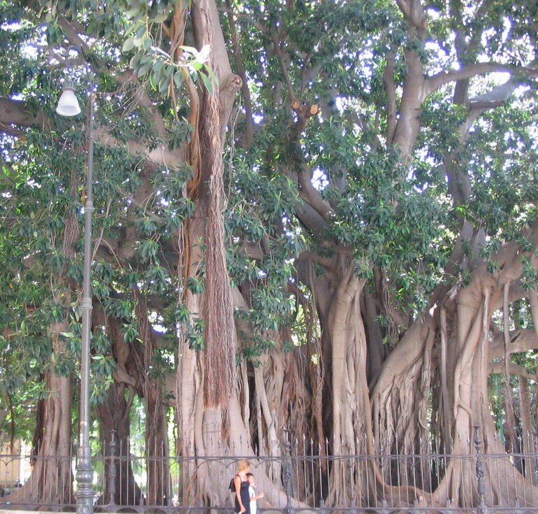 18. Ficus magnolia de la piazza Merina