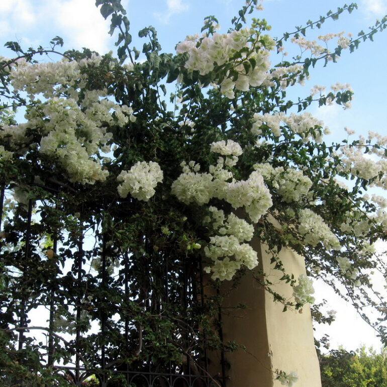 3. Malte, fleurs