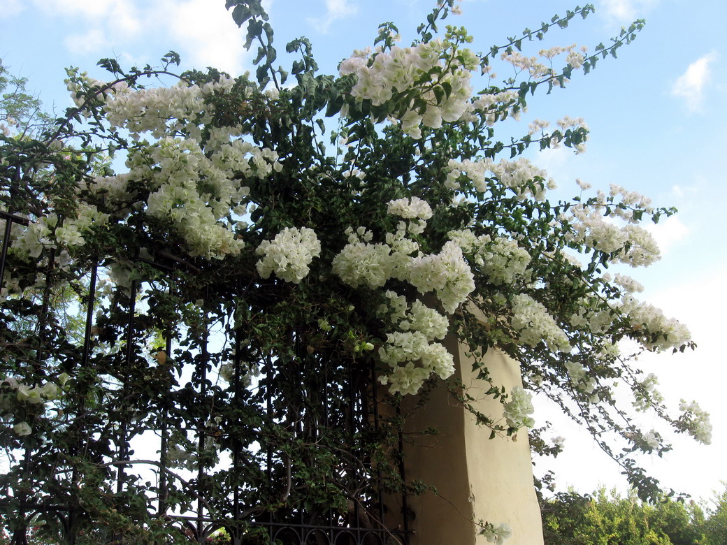 3. Malte, fleurs